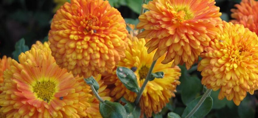 Що любить хризантема садова: оптимальні умови для цвітіння