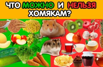 Чи можна їсти курку після укусу лисиці: безпека, ризики та поради ...