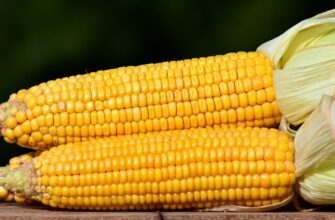 Чи можна їсти сиру кукурудзу: користь і ризики для здоров’я