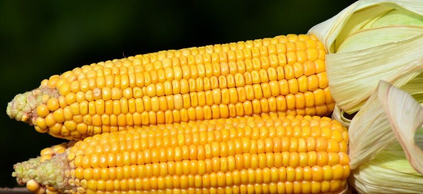 Чи можна їсти сиру кукурудзу: користь і ризики для здоров’я