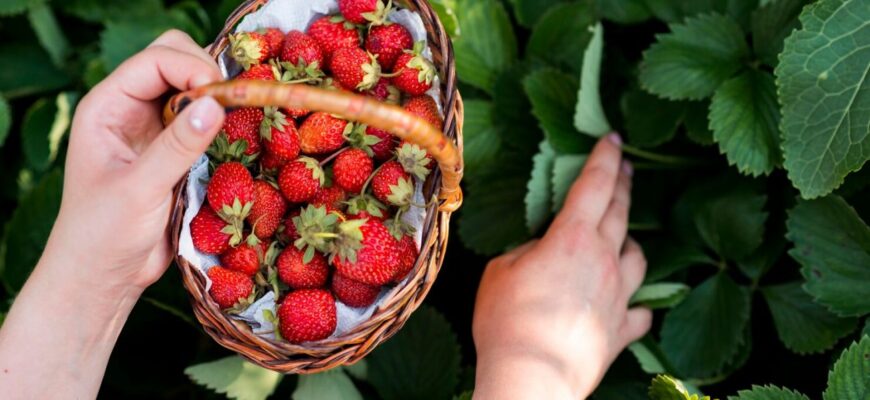 Сумісність полуниці: які продукти поєднуються найкраще? Сумісність полуниці: які продукти поєднуються найкраще?