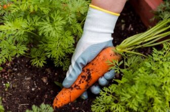 Що садити в городі в березні: поради та рекомендації для врожаю