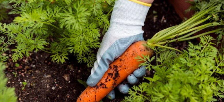 Що садити в городі в березні: поради та рекомендації для врожаю