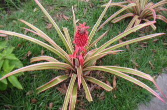 До якої ботанічної групи належить ананас: дізнайтеся більше