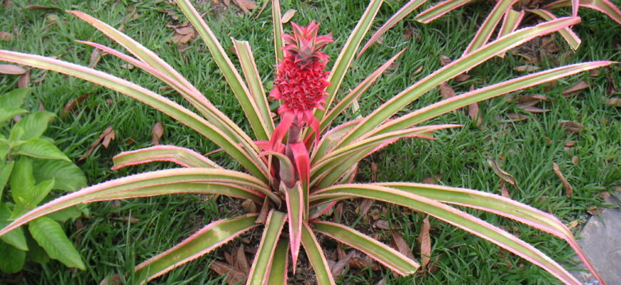 До якої ботанічної групи належить ананас: дізнайтеся більше