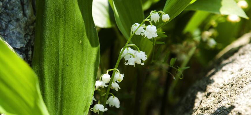 Відділ рослин конвалії травневої: ботанічна характеристика та класифікація
