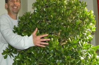 Відкрийте таємницю: Скільки років потрібно для росту грошового дерева?