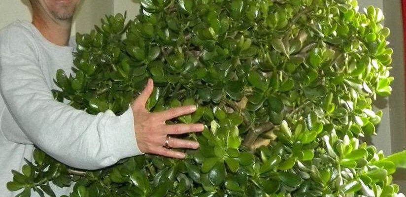 Відкрийте таємницю: Скільки років потрібно для росту грошового дерева?