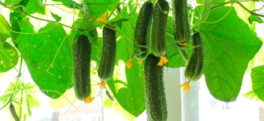 Як виростити огірки з насіння: терміни і поради для успіху на городі