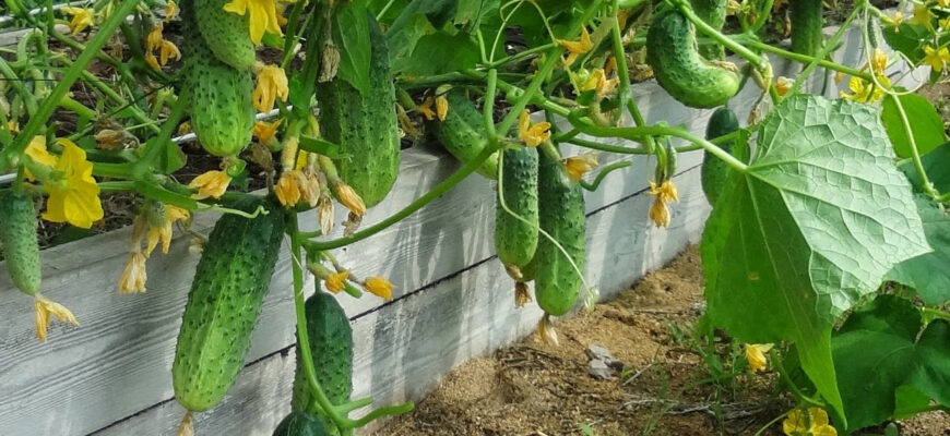 Що додати в ґрунт перед посадкою огірків: оптимальні поради садівникам
