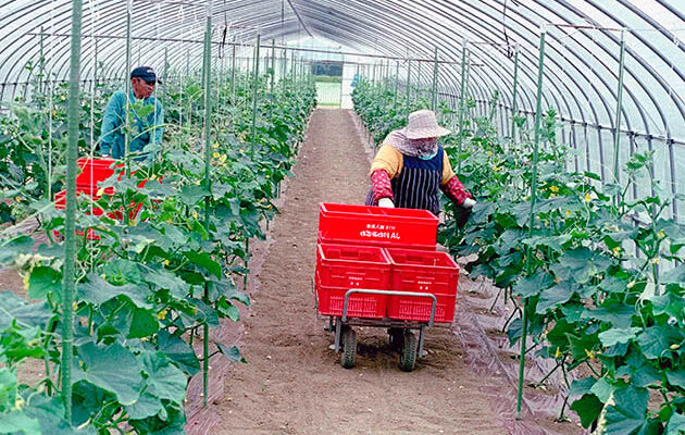 Коли почати садити в неопалювальну теплицю: оптимальні терміни та поради