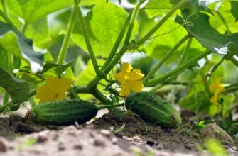 Ефективне використання сечовини для покращення врожаю огірків