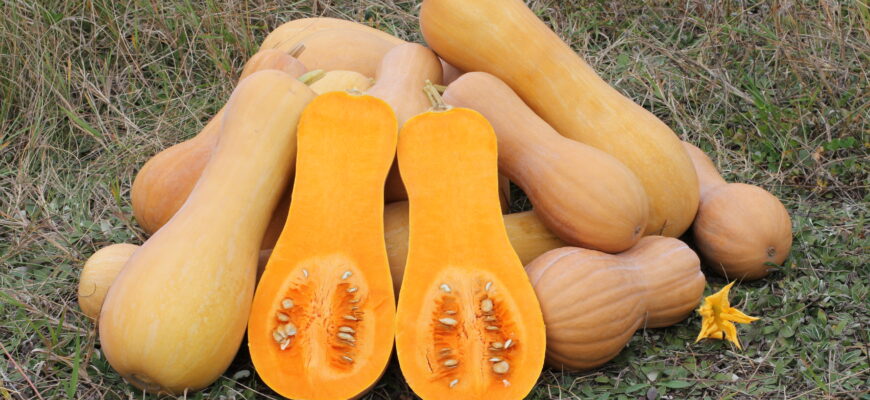 Як розпізнати стиглий мускатний гарбуз: ознаки та поради експертів