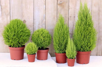 Чому вуличний кипарис в’яне: основні причини та рішення