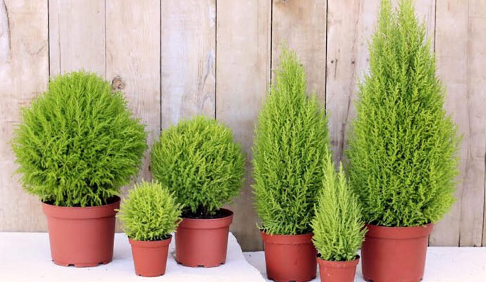 Чому вуличний кипарис в’яне: основні причини та рішення