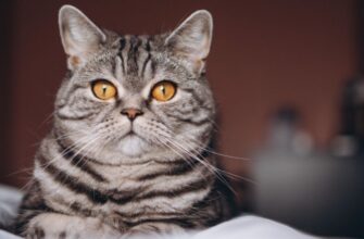 100 імен для кота хлопчика: оберіть найкраще ім’я для свого улюбленця