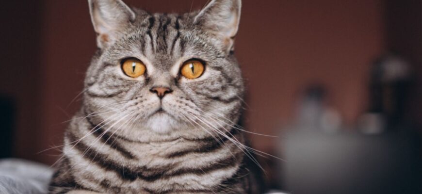 100 імен для кота хлопчика: оберіть найкраще ім’я для свого улюбленця
