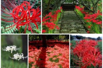 Відома назва квітки смерті: Символіка та легенди рослини