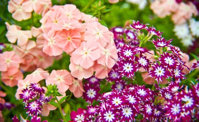 Підготовка флоксів до зими: основні кроки та поради для садівників