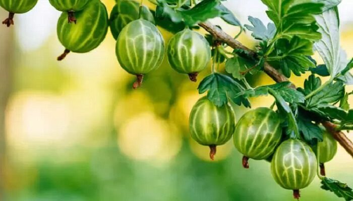 Чи можна садити аґрус та смородину поруч: поради садівникам