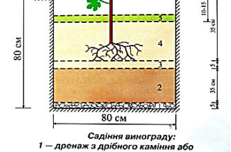 Оптимальна відстань між саджанцями винограду для здорового росту