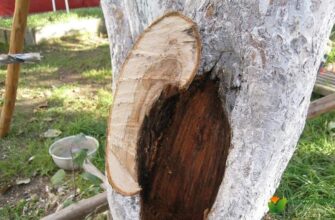 Чому у дерев два стовбури: Причини та еволюційне значення явища