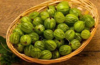 Ефективні поради та методи вживання аґрусу для вашого здоров’я