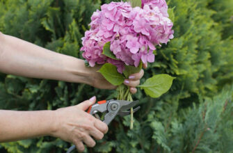 Як правильно виконати осінню обрізку гортензії: поради та рекомендації