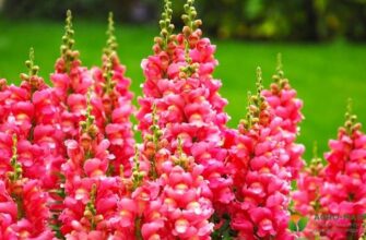 Скільки днів потрібно для проростання насіння левиного зіва?