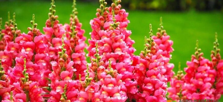 Скільки днів потрібно для проростання насіння левиного зіва?