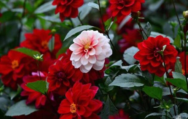 Тривалість цвітіння однорічних жоржин: скільки вони радують око?