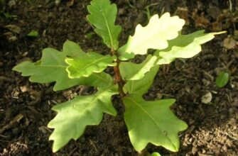 Як правильно посадити дуб на ділянці: покрокова інструкція для садівників