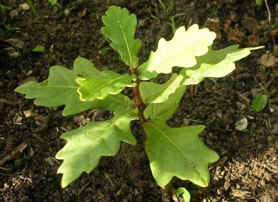 Як правильно посадити дуб на ділянці: покрокова інструкція для садівників