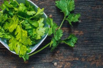 Чому у кінзи такий різкий запах: причини і користь аромату рослини