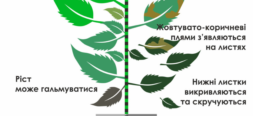 Вплив калію на ріст та здоров’я рослин: ключові аспекти аналізу