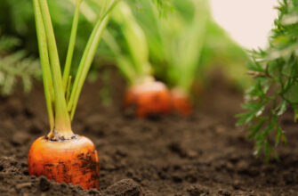 Оптимальний час для посадки моркви у травні 2023 року: поради та рекомендації