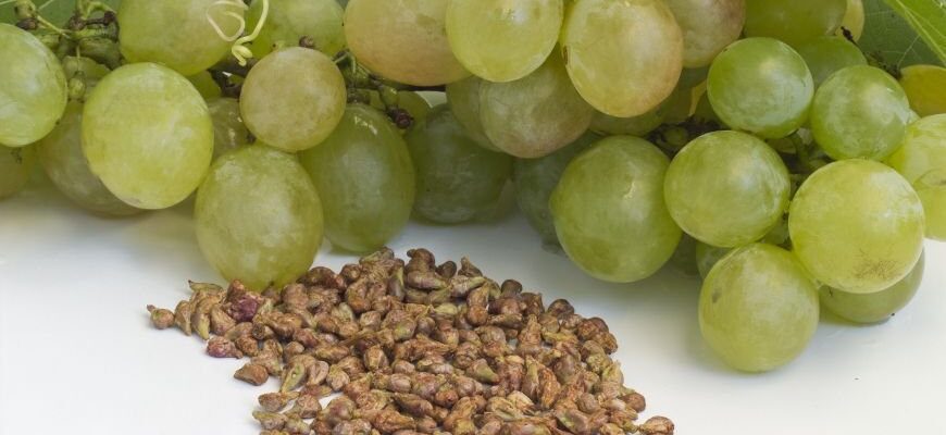 Чи можна їсти виноград з кісточками: відповіді та поради експертів