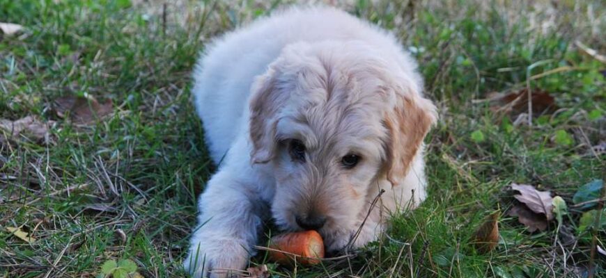 Чи безпечно давати цуценяті сиру моркву: поради та рекомендації