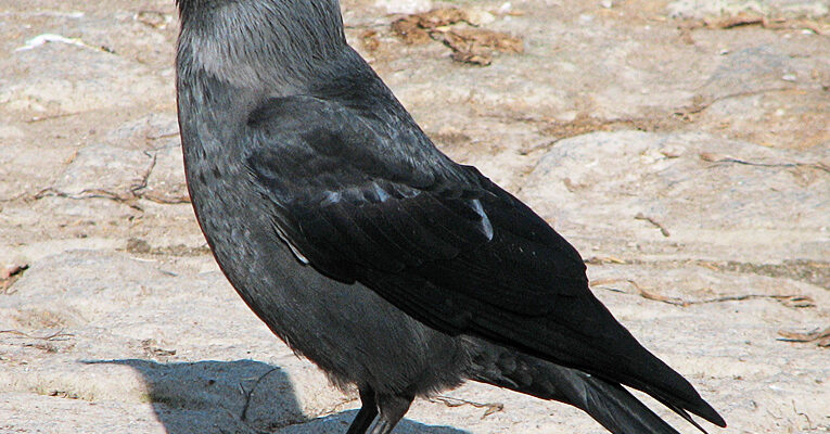 Як називається птах Галочка: повний огляд видів і назв