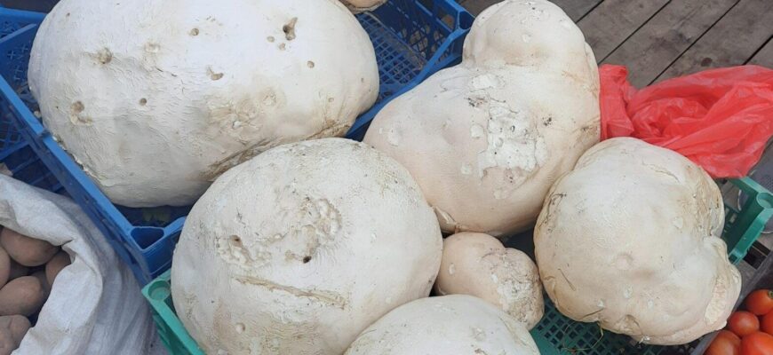 Чи можна їсти гриб дощовик: безпечність та корисні властивості