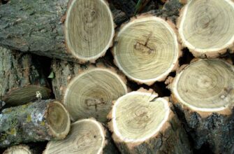 Де вигідніше купувати дрова: колоті чи у вигляді чурок? Аналіз ринку