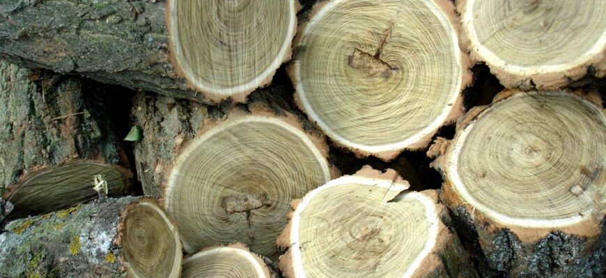 Де вигідніше купувати дрова: колоті чи у вигляді чурок? Аналіз ринку