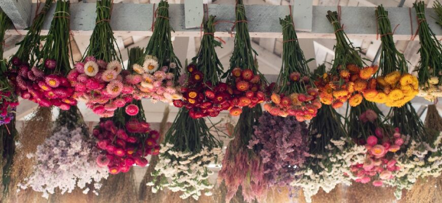 Як правильно сушити фізаліс для декору: покрокове керівництво