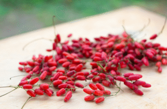 Чи можна їсти ягоди барбарису: корисні властивості та обмеження