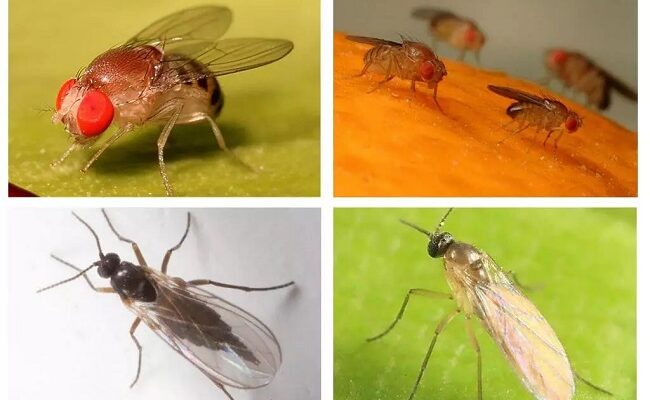 Причини появи маленьких мошок: як запобігти їх розмноженню вдома