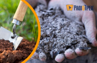 Чи ефективна зола для зниження кислотності ґрунту? Відповідь експертів