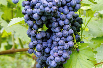 Скільки важить один виноград: детальний аналіз середньої ваги ягоди