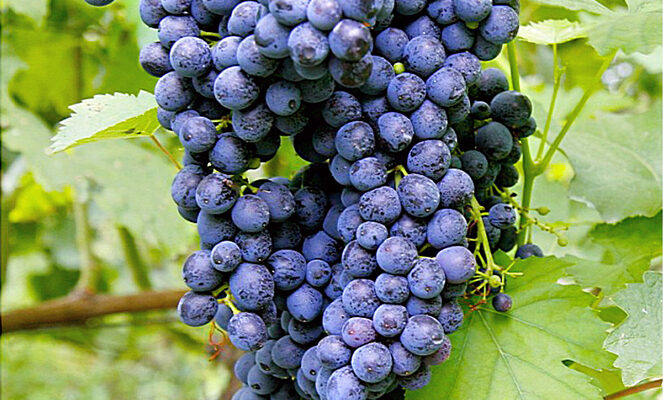 Скільки важить один виноград: детальний аналіз середньої ваги ягоди