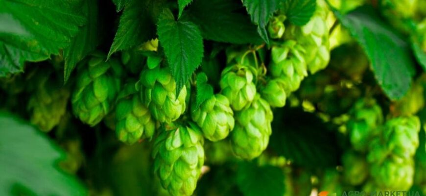 Як швидко та ефективно зняти хміль: поради та методи відновлення