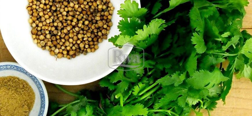 H1: Дізнайтесь, як називається зелень коріандру і в чому її користь